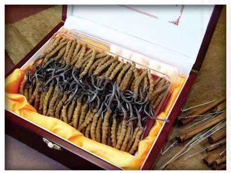 湘桥冬虫夏草回收?